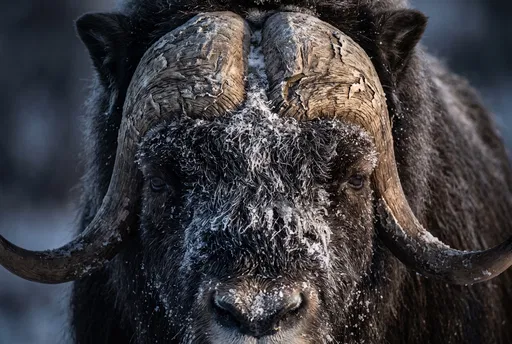 Close-Up Portrait of Frosty Bull Muskox