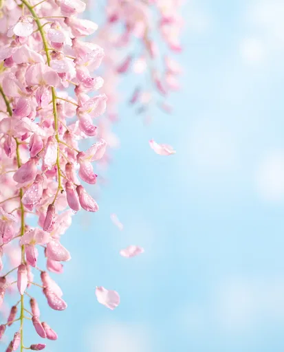 Pink Wisteria Blossoms Against Blue Sky