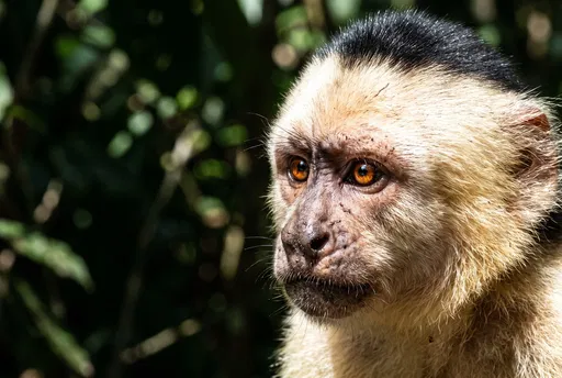 Close-Up of White-Faced Capuchin Monkey