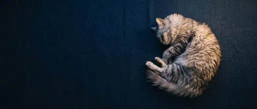 Sleeping Silver Tabby Cat Top View