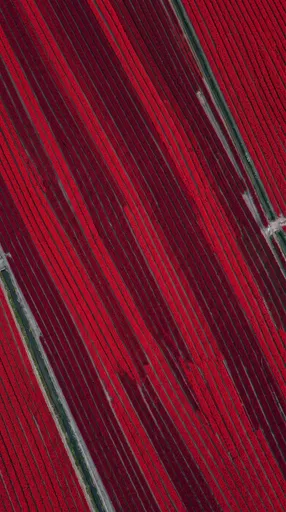Aerial View of Red Tulip Fields