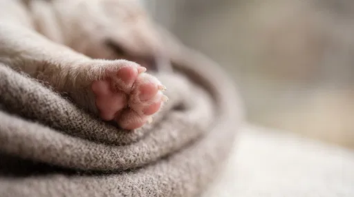 Close-Up of Newborn Puppy Pink Paw