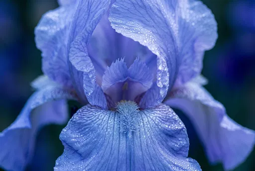 Macro Blue Bearded Iris With Dew