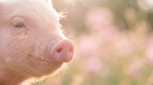 Close-up of Sunlit Pink Piglet