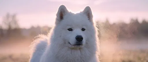 White Samoyed Dog Portrait at Dawn