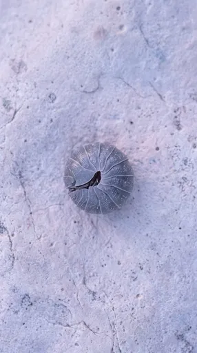Curled Gray Pill Bug on Limestone