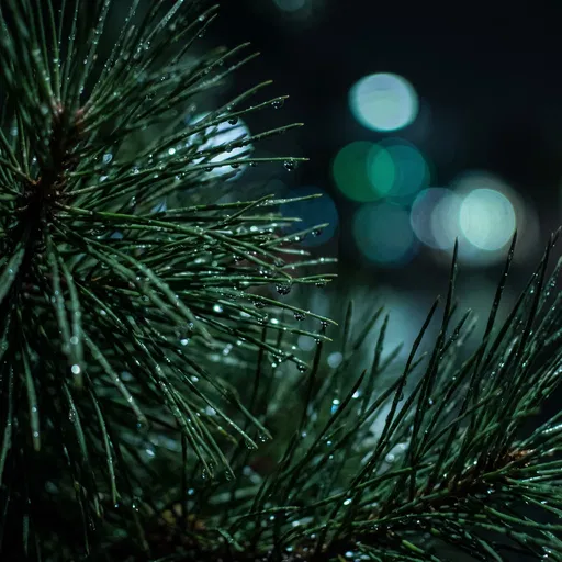 Wet Pine Needles with Night Bokeh