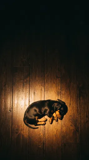 Sleeping Dachshund Puppy in Warm Light