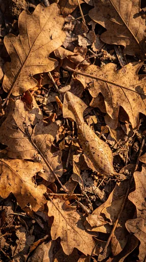 Dead-Leaf Mantis Camouflaged in Autumn Leaves