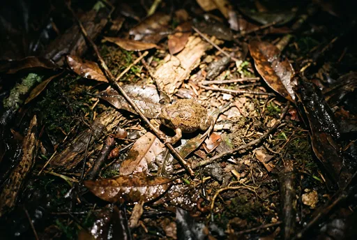 Rain Frog on Nocturnal Forest Floor