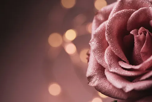 Dusty Pink Rose With Bokeh Background