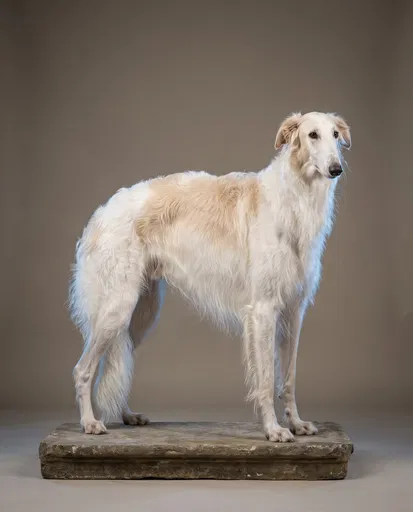 White Borzoi Standing on Stone Plinth