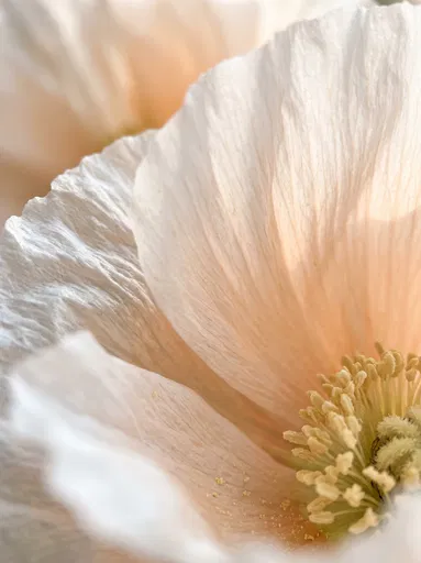 Macro Close-Up of Peach Poppy Petals