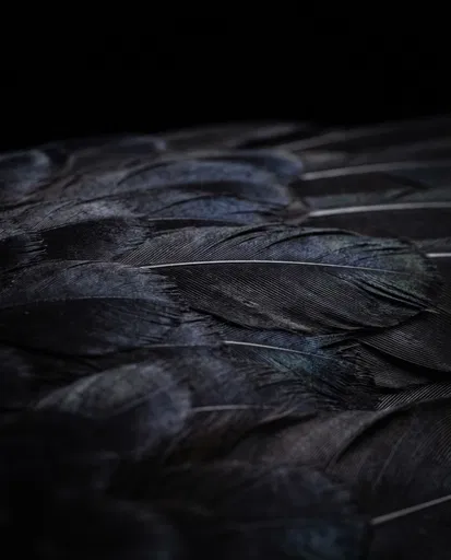Macro Black Raven Feathers on Dark Background