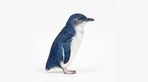 Little Blue Penguin Profile on White