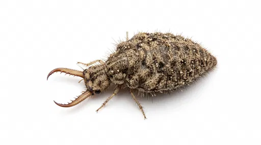 Antlion Doodlebug Larva on White Background