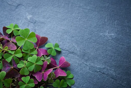 Green and Purple Clovers on Slate