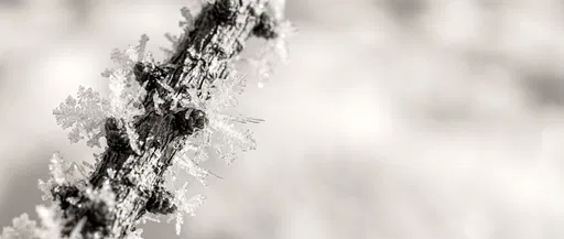 Monochrome Macro of Hoarfrost on Branch
