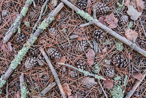 Frosted Forest Floor with Pinecones and Lichen