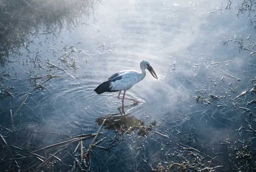 Asian Openbill Stork in Misty Shallows
