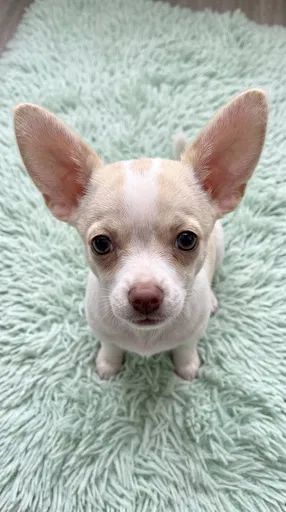 Chihuahua Puppy on Mint Rug
