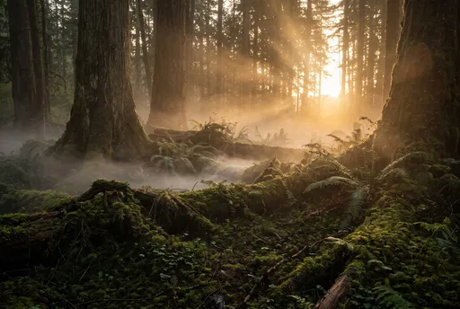 Golden Sunbeams in Misty Ancient Forest
