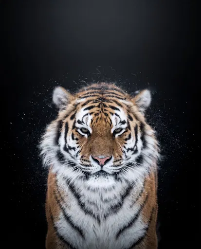 Symmetrical Studio Portrait of Siberian Tiger