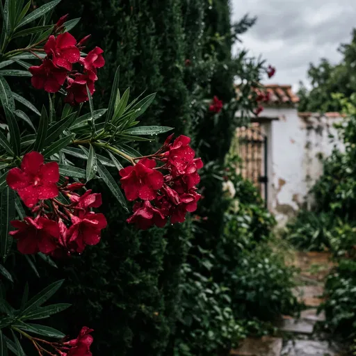 Wet Crimson Oleander Flowers in Garden