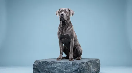 Gray Cane Corso on Slate Plinth