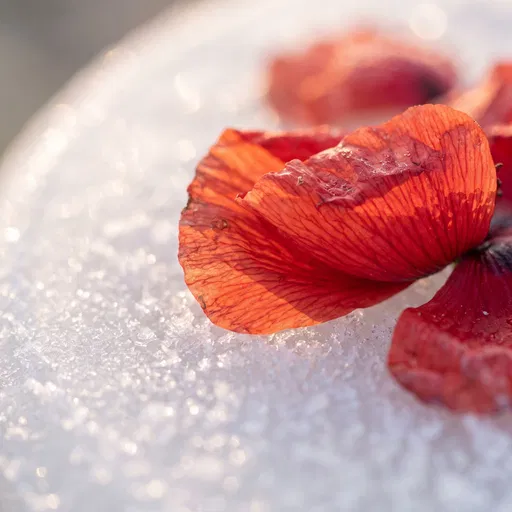 Red Poppy Petals on Frosted Surface