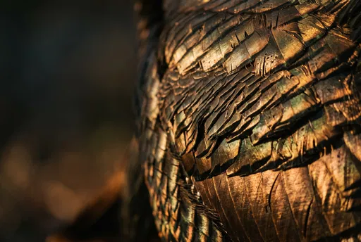 Macro Close-Up of Iridescent Turkey Feathers