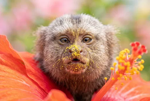 Tiny Marmoset Monkey Covered in Yellow Pollen