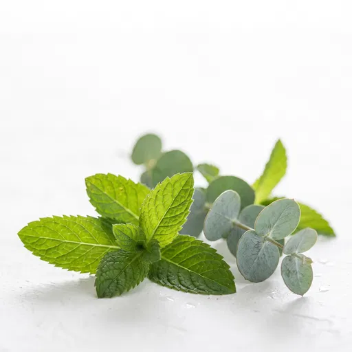 Fresh Peppermint and Eucalyptus on White