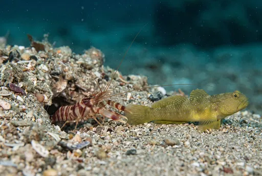 Pistol Shrimp and Watchman Goby Underwater