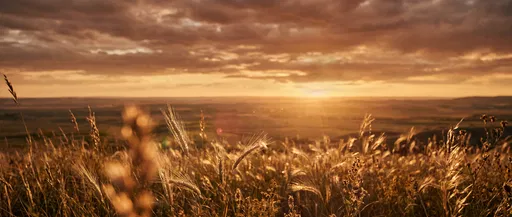 Golden Sunset Over Wild Prairie Grasses