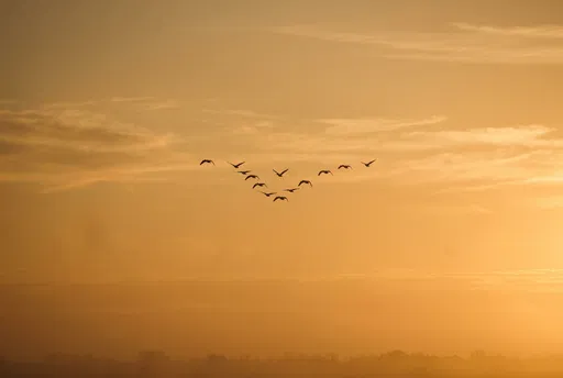 Flock of Geese Flying at Sunset
