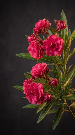 Pink Nerium Oleander Branch on Dark Background