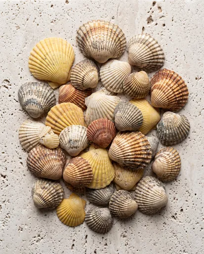 Clustered Scallop and Cockle Shells
