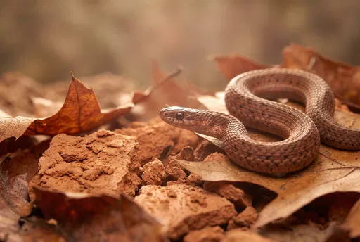 Brown Snake on Autumn Leaves and Clay