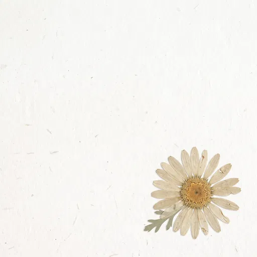 Pressed Daisy on Textured Paper Background