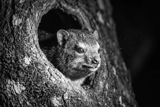 Tree Hyrax Emerging From Hollow Trunk