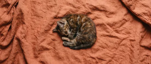 Sleeping Brindled Kitten on Terracotta Linen