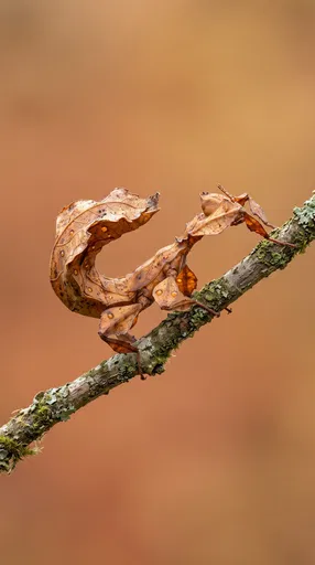 Brown Leaf Insect on Mossy Twig
