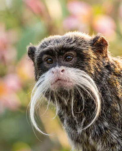 Close-Up Portrait of Emperor Tamarin Monkey
