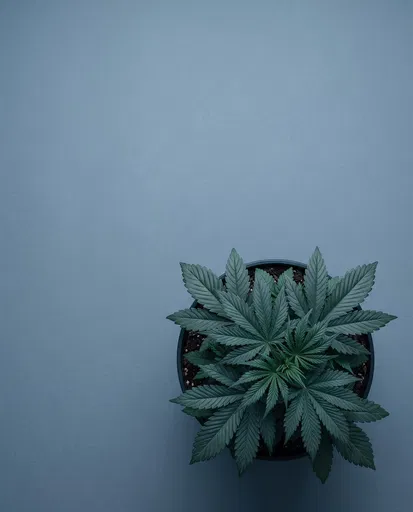 Top-Down Potted Cannabis Plant on Blue