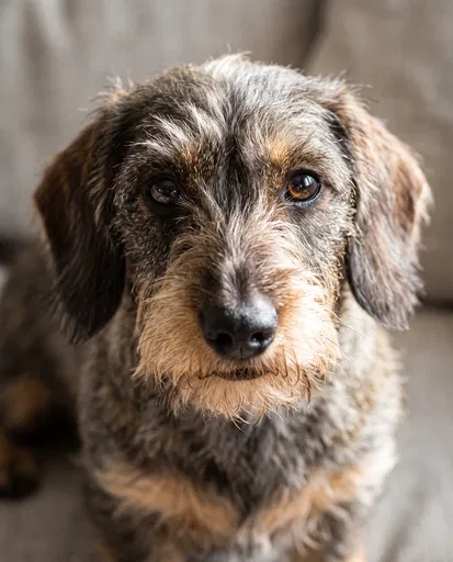 Close-Up Portrait of Wirehaired Dachshund