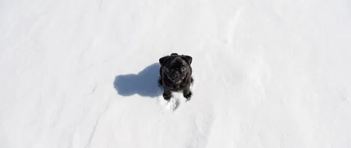 Black Pug Puppy Sitting in Snow
