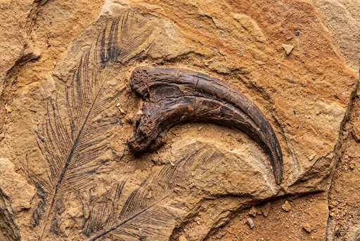 Fossilized Dinosaur Claw and Feather Impression