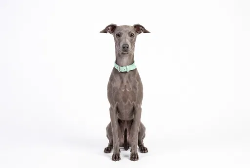 Italian Greyhound Sitting on White Background