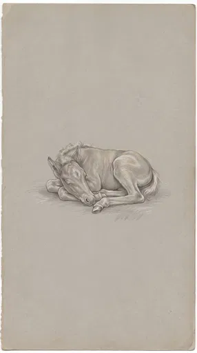 Silverpoint Drawing of Sleeping Foal
